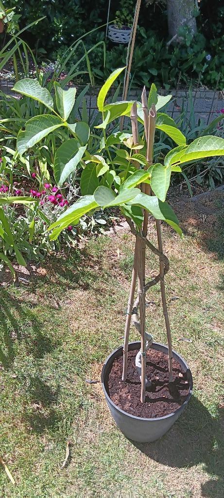 Unieke notelaar, Tuin en Terras, Planten | Bomen, Leiboom, Ophalen