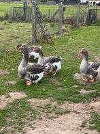 Jonge Dwalp Toulouse ganzen, Dieren en Toebehoren