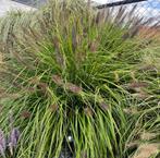 Pennisetum soorten in p9 potje, Ophalen of Verzenden, Siergrassen