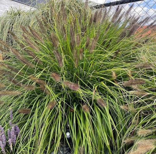 Pennisetum soorten in p9 potje, Tuin en Terras, Planten | Tuinplanten, Siergrassen, Ophalen of Verzenden
