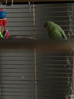 2 popjes halsbandparkieten, Dieren en Toebehoren