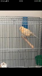 Beau canari avec cage, Animaux & Accessoires, Oiseaux | Canaris, Mâle