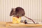 Laten we muizen, ratten in je huis en mollen uitroeien.