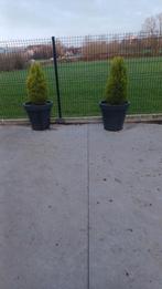 2 grote bloempotten met den., Tuin en Terras, Ophalen