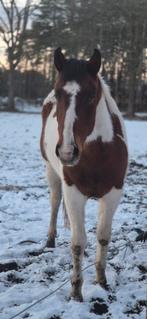 Knap jong paint ruintje, Animaux & Accessoires, Chevaux