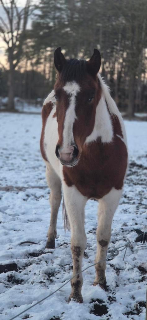 Knap jong paint ruintje, Animaux & Accessoires, Chevaux
