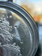 Kristallen Onderzetters Val Saint Lambert, Enlèvement