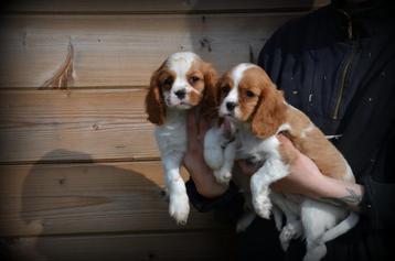 Chiots Cavalier King Charles