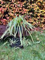 Graslelie, Tuin en Terras, Planten | Tuinplanten, Ophalen, Lente, Vaste plant, Halfschaduw