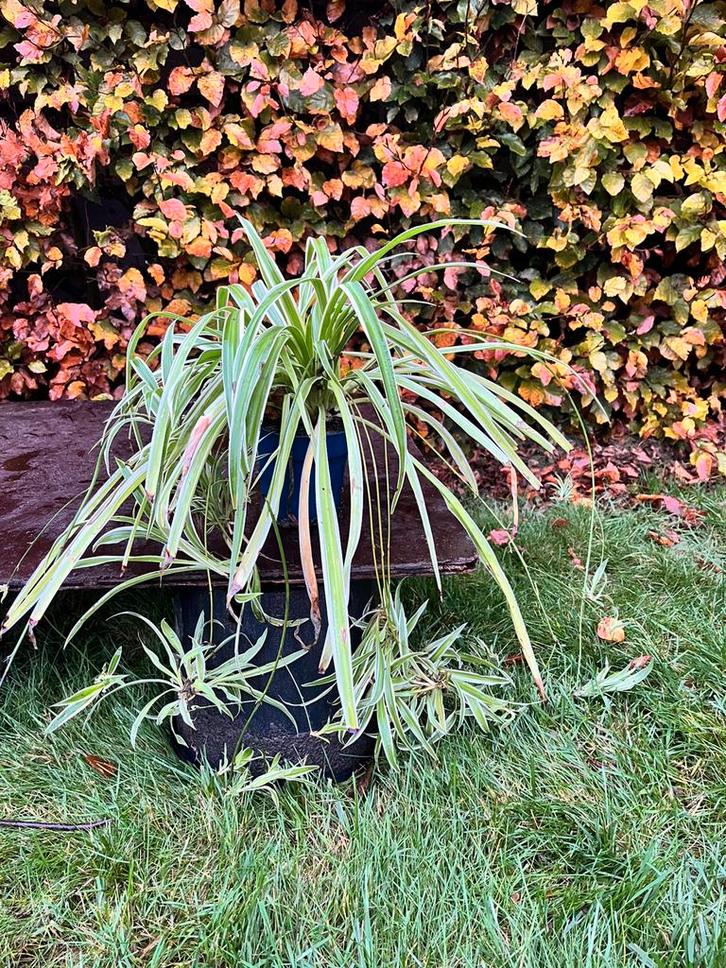 Graslelie, Tuin en Terras, Planten | Tuinplanten, Vaste plant, Halfschaduw, Lente, Ophalen