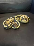 Ball python, Dieren en Toebehoren, Slang, 0 tot 2 jaar
