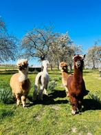 alpaca, Dieren en Toebehoren, Mannelijk, 3 tot 5 jaar