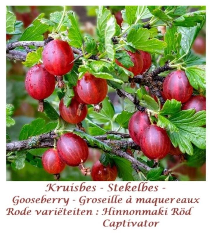 Kruisbessen Struiken "Hinnonmaki Röd" 4€/stuk, 5 voor 18€, Tuin en Terras, Planten | Tuinplanten, Vaste plant, Fruitplanten, Volle zon