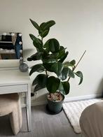 Grote Ficus met nieuwe scheut – heel gezond!”, Ophalen