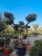 Olijfboom Olea Europaea pompon, Tuin en Terras, Ophalen, Olijfboom