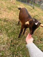 Dwerggeitjes, Dieren en Toebehoren, Schapen, Geiten en Varkens