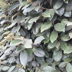 Olijfwilg elaegnus ebbingei aan promoprijzen!, Tuin en Terras, Ophalen