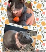 Skinny cavia, Dieren en Toebehoren, Knaagdieren, Cavia, Mannelijk, Mei, Tam