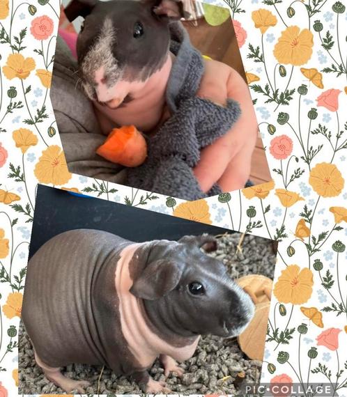 Skinny cavia, Dieren en Toebehoren, Knaagdieren, Mannelijk, Cavia, Mei, Tam