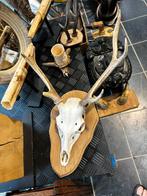 Schedel hert met geweitjes, Ophalen