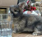 Raszuivere Engelse Angora konijntjes, Dieren en Toebehoren, Meerdere dieren, Middelgroot, 0 tot 2 jaar