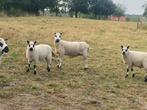 Kerry Hill ram lammeren, Dieren en Toebehoren, Schapen, Geiten en Varkens, Mannelijk, Schaap, 0 tot 2 jaar