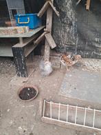 Kippen, Dieren en Toebehoren