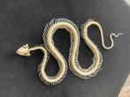Skelet Bungarus Candidus, Dieren en Toebehoren, Reptielen en Amfibieën, Slang