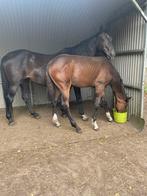 Hengstenveulen van just wimphof, Dieren en Toebehoren, Paarden, Gechipt, Niet van toepassing, Dressuurpaard, 0 tot 2 jaar