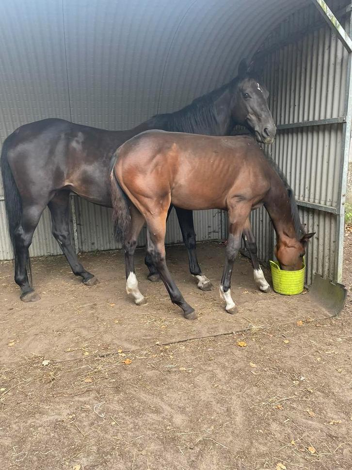 Hengstenveulen van just wimphof, Dieren en Toebehoren, Paarden, Hengst, Niet van toepassing, 165 tot 170 cm, 0 tot 2 jaar, Dressuurpaard