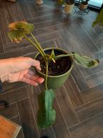 José Buono, Ophalen, Overige soorten, Halfschaduw, Minder dan 100 cm