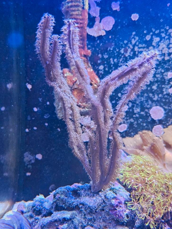 Platte ribbon gorgoon stekken, Dieren en Toebehoren, Vissen | Aquariumvissen