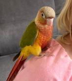 Groenwangparkiet, Mannelijk, Parkiet