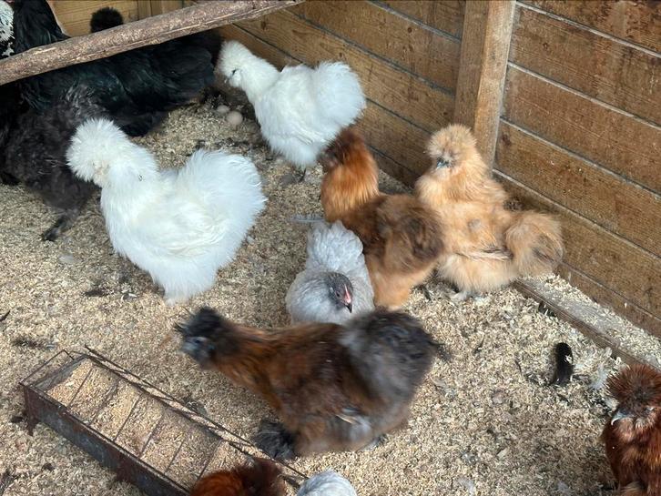 Zijdehoen zijdehoender cochin kriel padua, Dieren en Toebehoren, Pluimvee