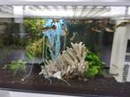 Mooi gekleurde, jonge guppies