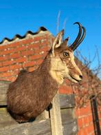 Taxidermie gemsbok, Ophalen