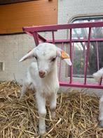 Chevre, Animaux & Accessoires