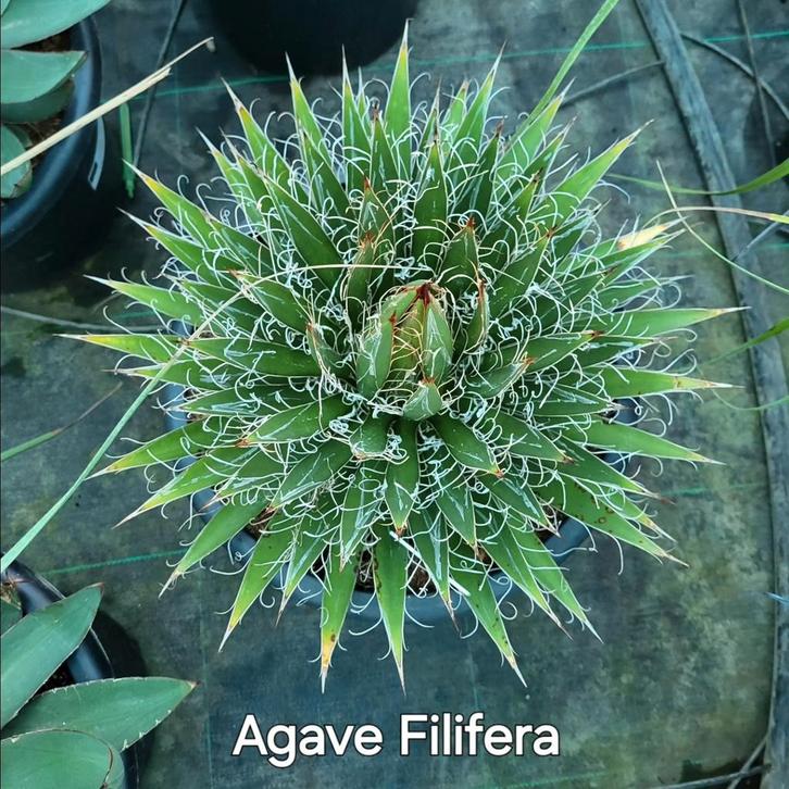 Agave filifera, Jardin & Terrasse, Plantes | Jardin, Enlèvement ou Envoi