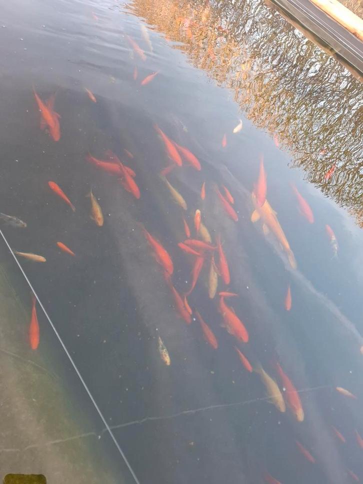 Goudvissen te koop, Dieren en Toebehoren, Vissen | Vijvervissen, Goudvis(sen)