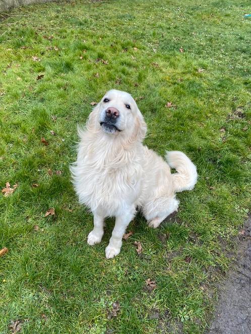 Golden retriever-hengst met stamboom voor de fokkerij, Dieren en Toebehoren, Honden | Retrievers, Spaniëls en Waterhonden, Reu