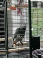 Grijze roodstaart papegaai vrouwelijke, Dieren en Toebehoren, Vrouwelijk, Papegaai, Pratend