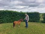 Prachtig mini hengstje, Hengst, A pony (tot 1.17m), Gechipt, 3 tot 6 jaar