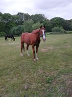 Gezelschapspaard, Dieren en Toebehoren, Paarden, Gechipt, Ruin, Niet van toepassing, 160 tot 165 cm