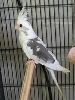 Ik zoek Valkparkieten poppen gezocht!, Dieren en Toebehoren, Vogels | Parkieten en Papegaaien, Vrouwelijk, Geringd