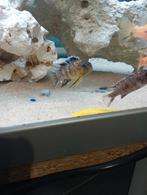 Cichlides malawi tropheops gracilor makonde