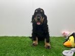 Engelse Cocker Spaniel pups