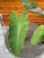 Collocasia blue hawai, Vaste plant, Halfschaduw, Zomer, Ophalen