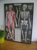 schoolposter L' anatomie 2012 franstalig 70cm x 50cm, Enlèvement