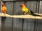 Couple conures soleil de 2011/2012, Plusieurs animaux, Perruche, Domestique