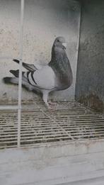 Duif Jiennense, Dieren en Toebehoren